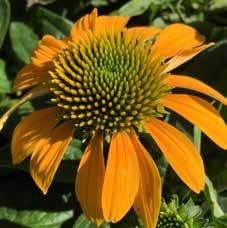 Fall in the Garden