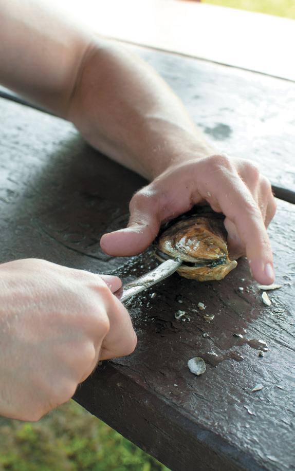 Oyster Options