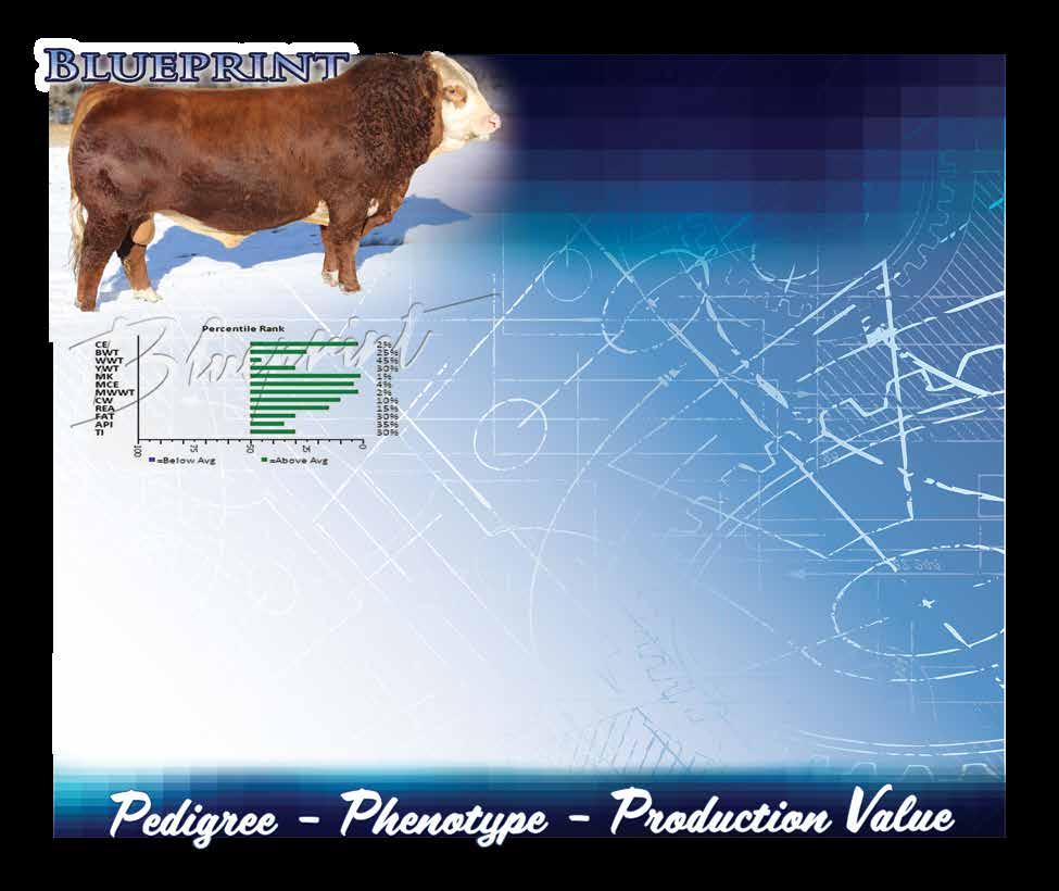 Starwest Pol Blueprint