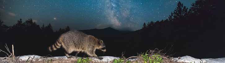 light pollution