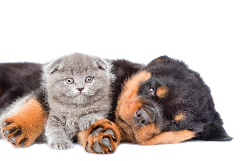 10 biggest dog breeds Dogs, Dog breeds, Big dog breeds