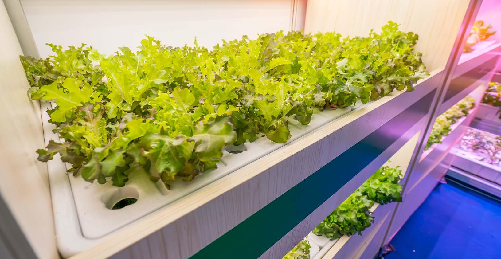 PLANTING SEEDS INDOORS
