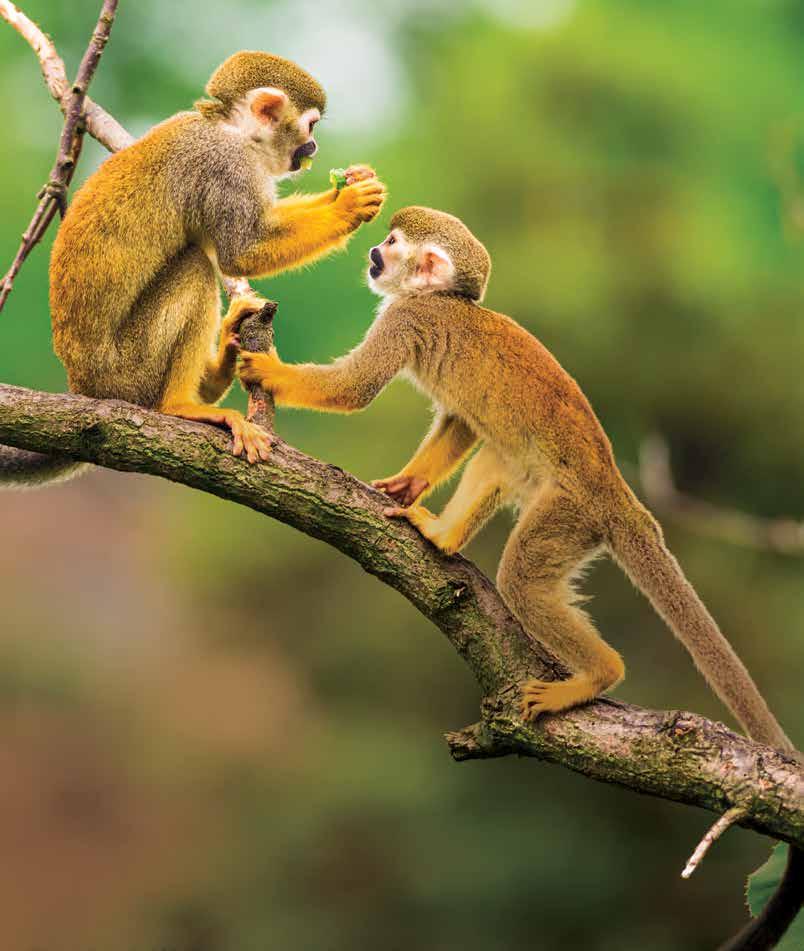 Tracking Squirrel Monkeys in the Amazon