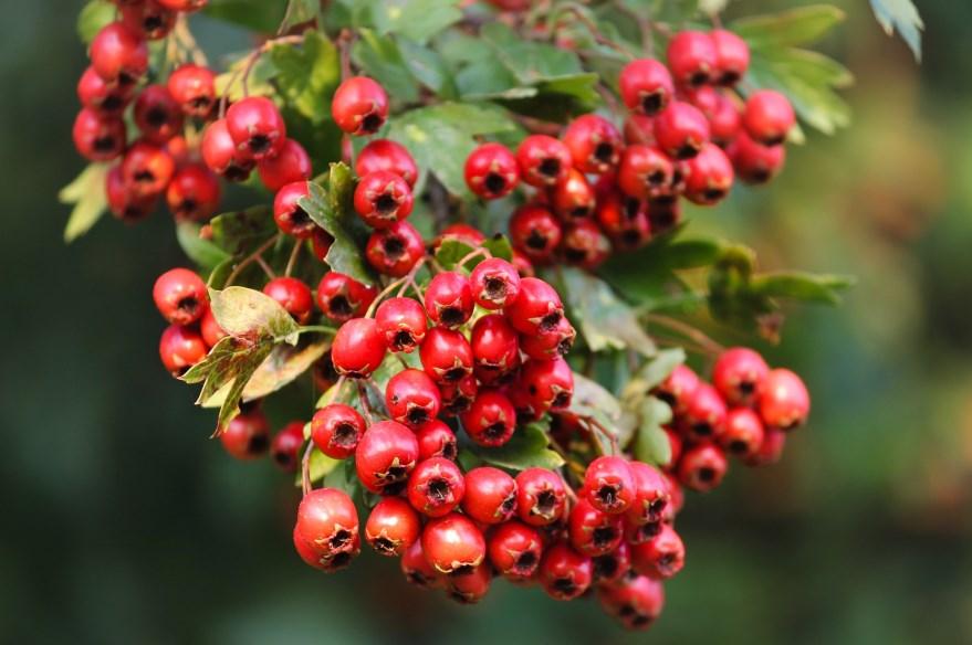 In Your Garden rewilding