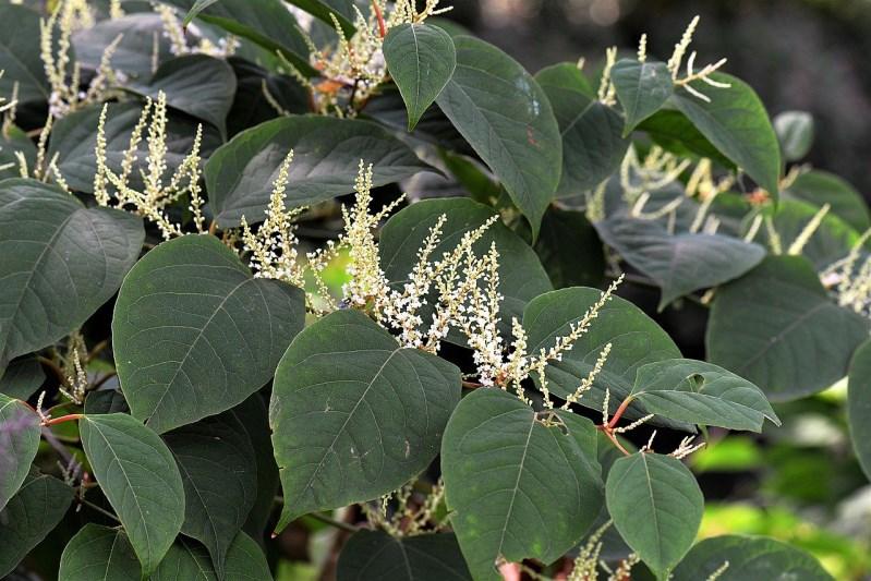 Property Doctor Japanese knotweed