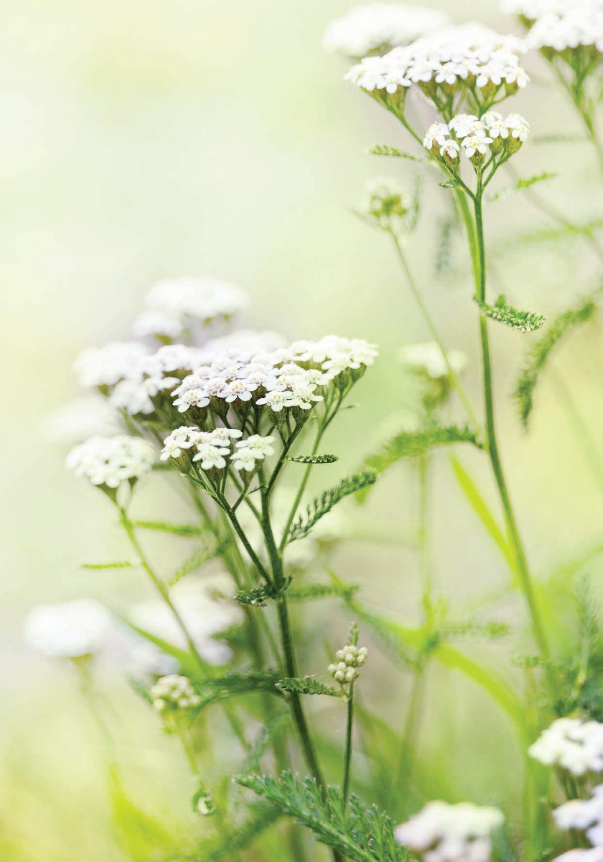 The Briar Patch  Mothering motherwort • The Yellow Springs News