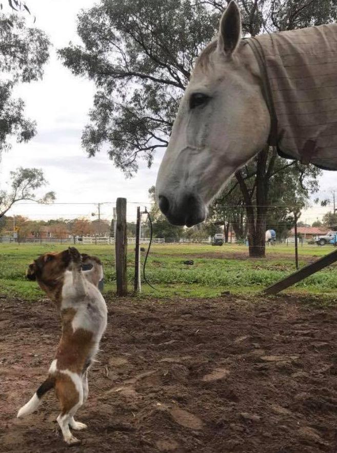 Eventers And Their Dogs Issuu