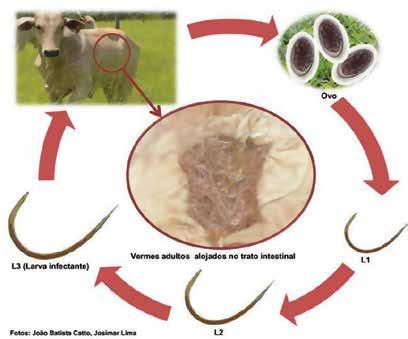 papilloma virus tumore anale seminte de in cu miere de albine