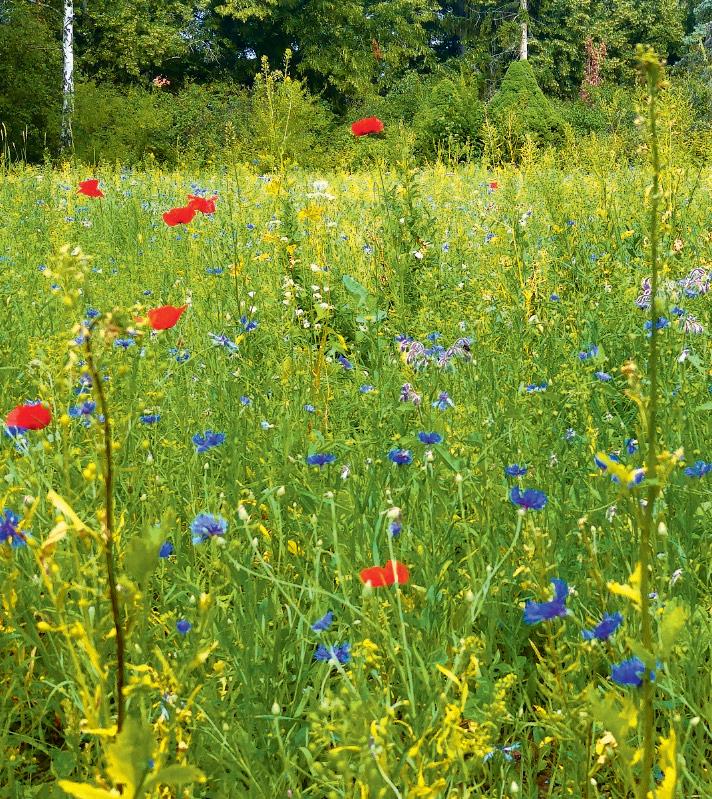 Article from: Urania Berlin Jahresmagazin 2020/2021 - StadtNatur Berlin ökologisch denken