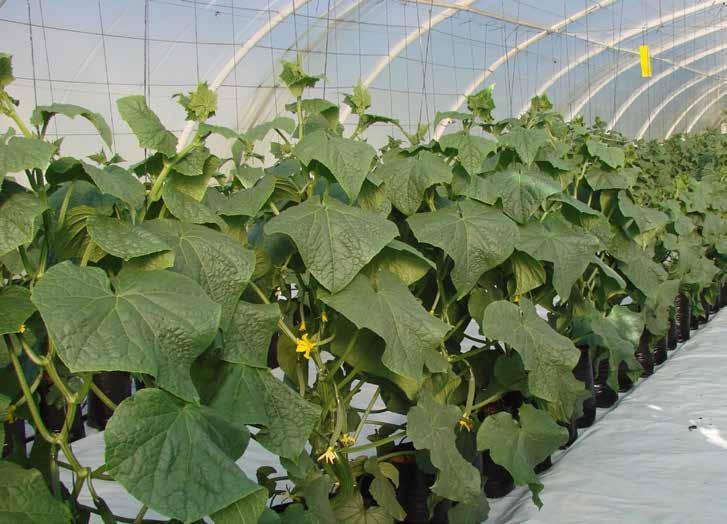 Keeping the balance of leaf canopy to root mass crucial in achieving yield