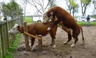 Importancia de la evaluación reproductiva de los toros