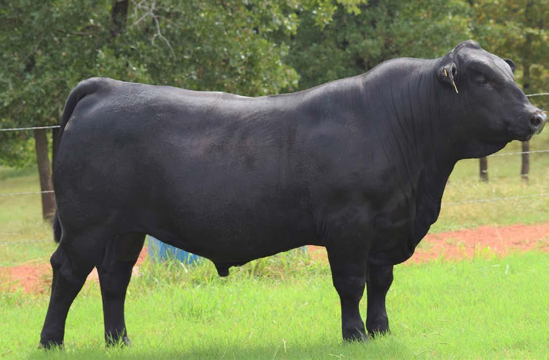 Oklahoma Brangus Breeders by saracgreen Issuu
