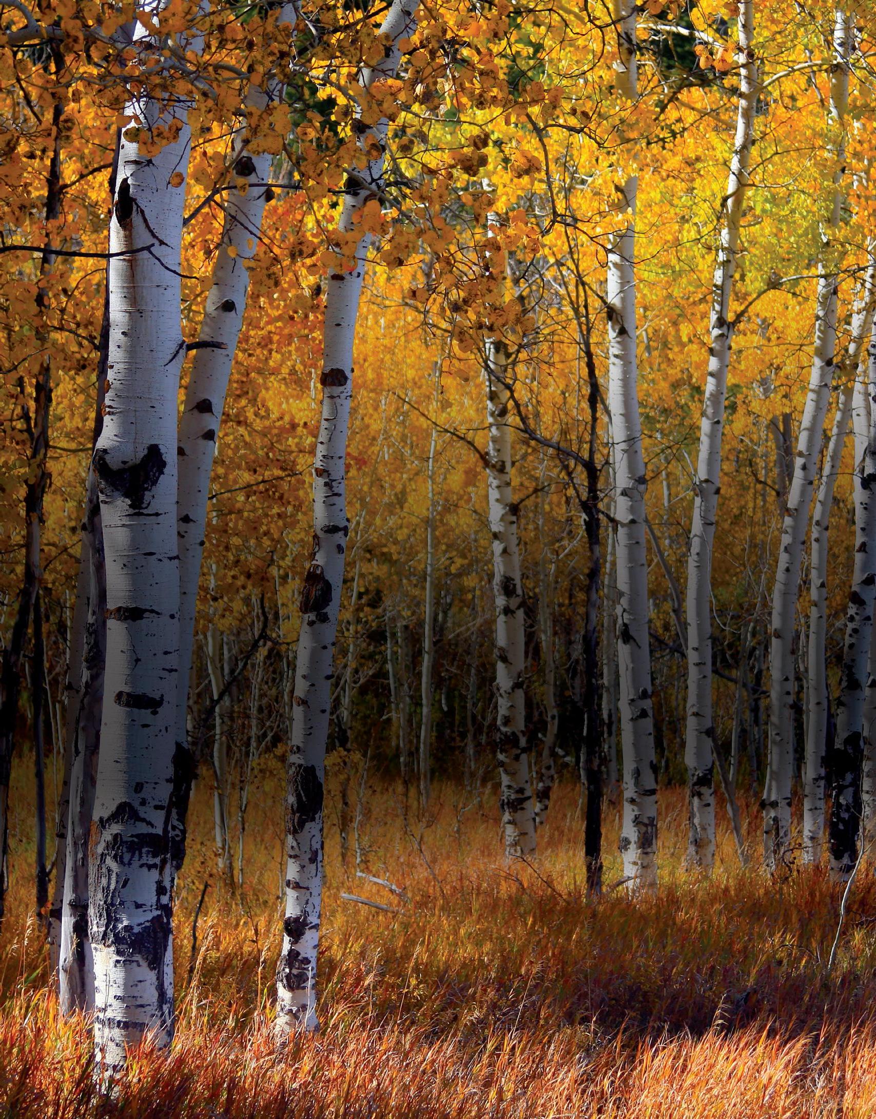 Tuning into the Symphony of Nature
