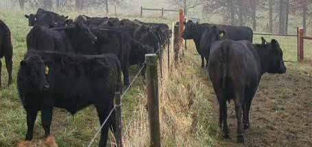 Weaning - Improving Outcomes Through Decreasing Stress