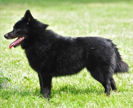 royal schipperke club