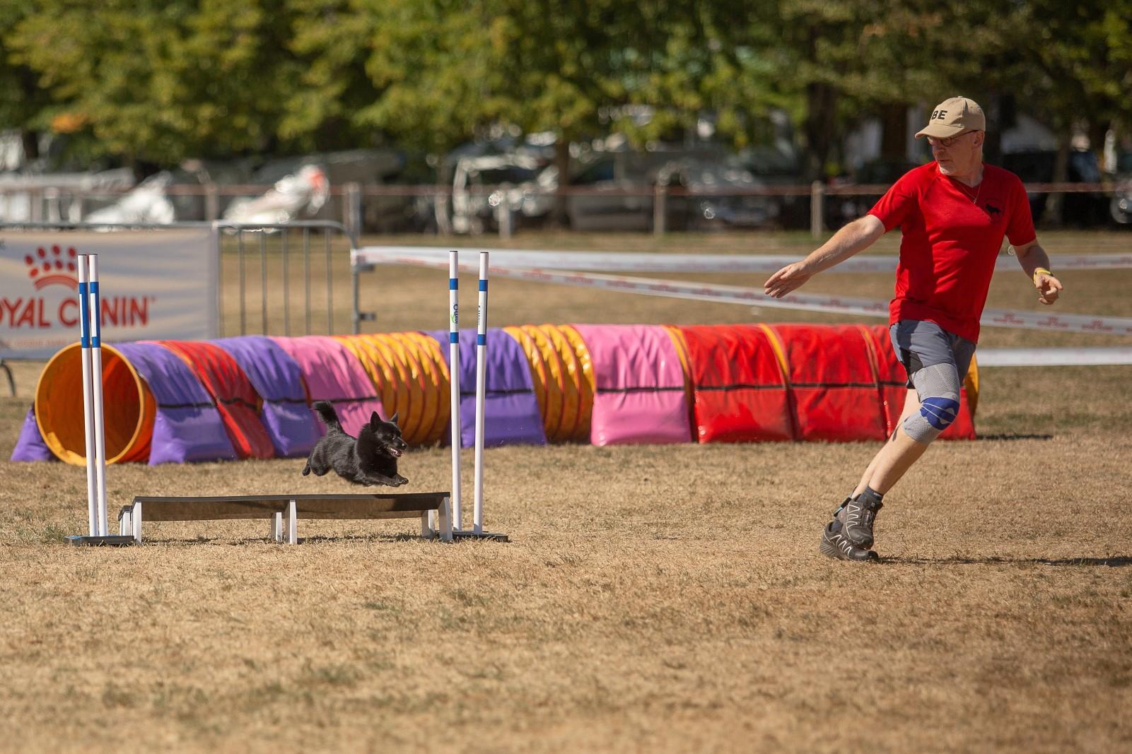 royal schipperke club