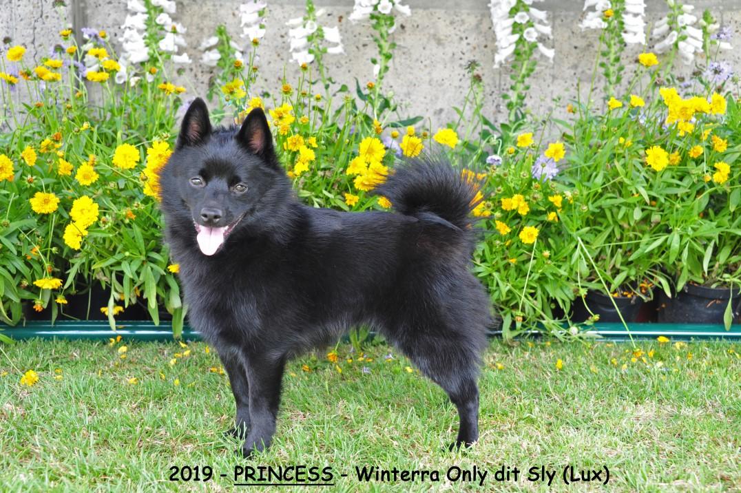 royal schipperke club
