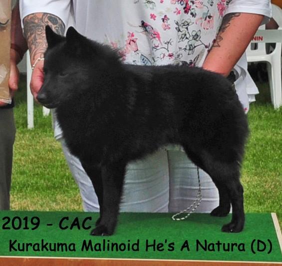 dogs for sale for free near me