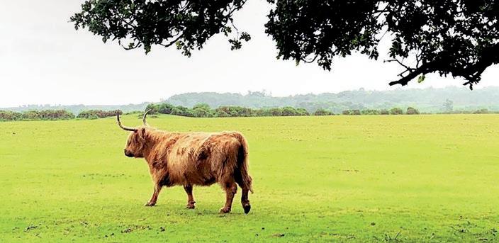 Introducción al marco One Welfare (un solo bienestar) en el contexto de la producción animal veterinaria