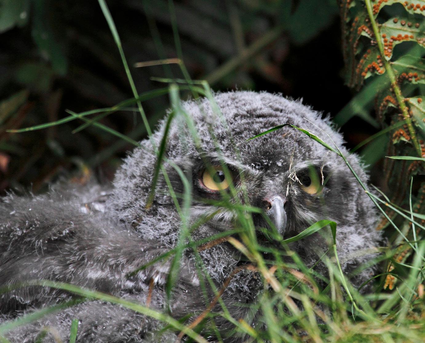 The hooting past. Re-evaluating the role of owls in shaping human