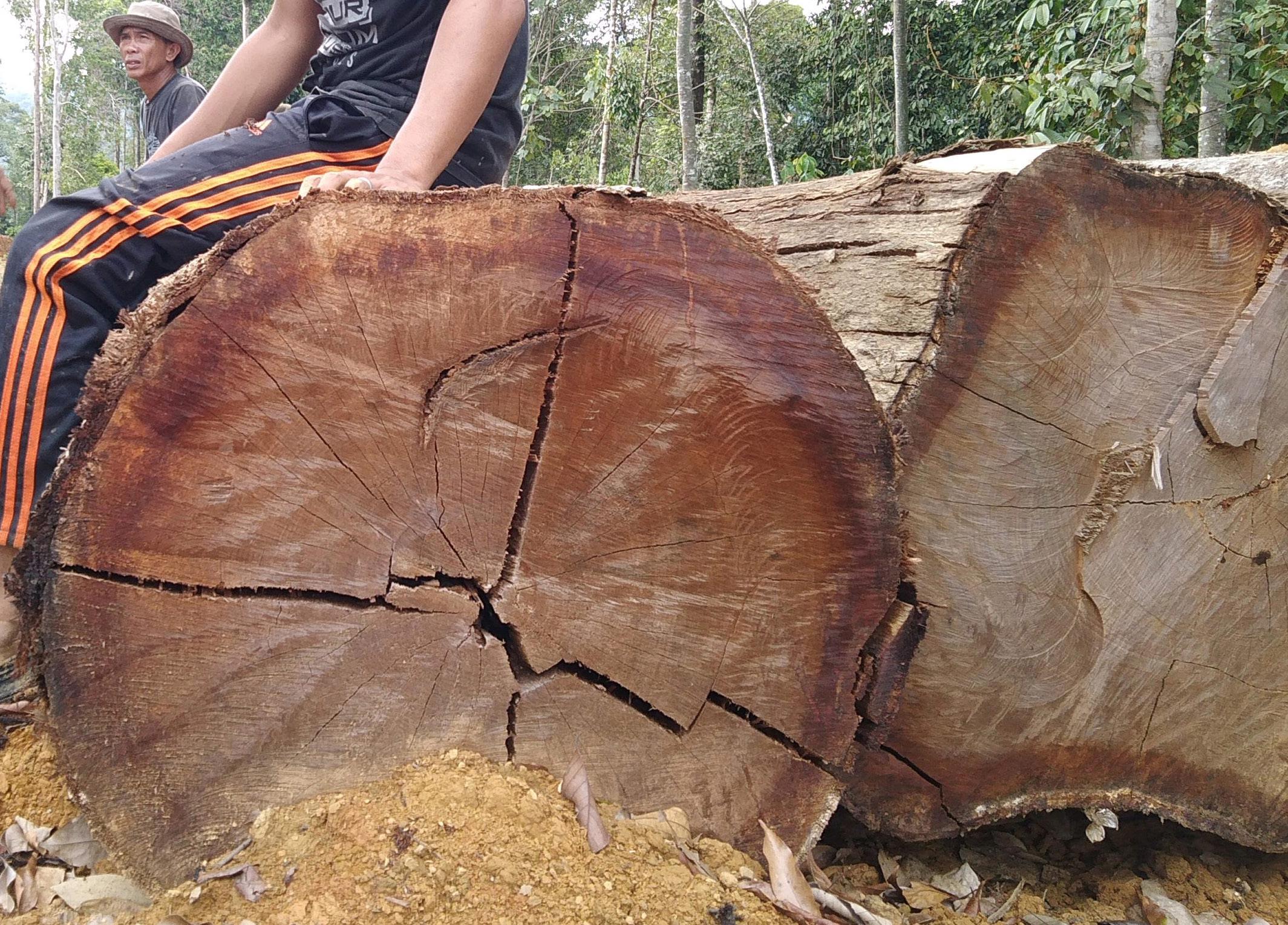 Noncompliance and Law Enforcement of Forest Product Utilization 