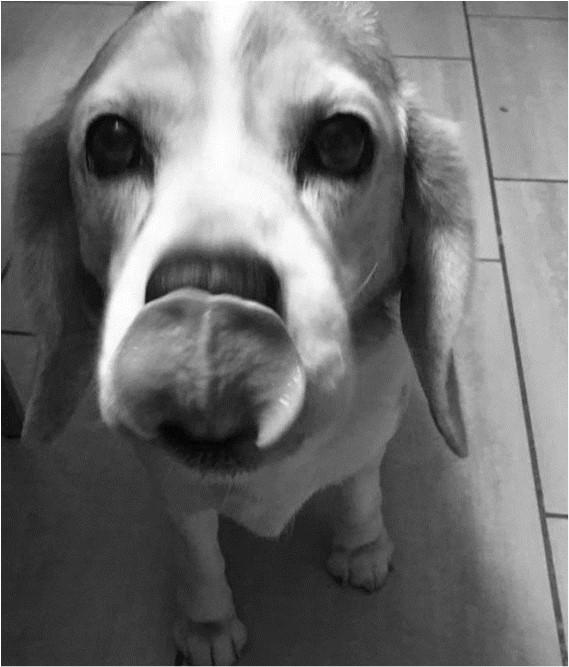 Verjaardagspartea Issuu