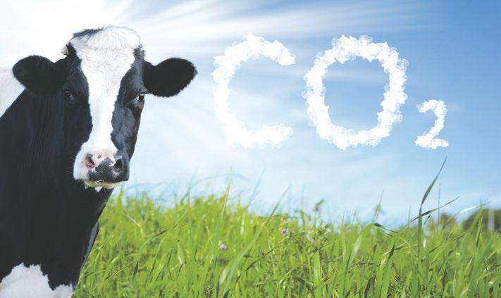 El impacto climático del consumo de carne