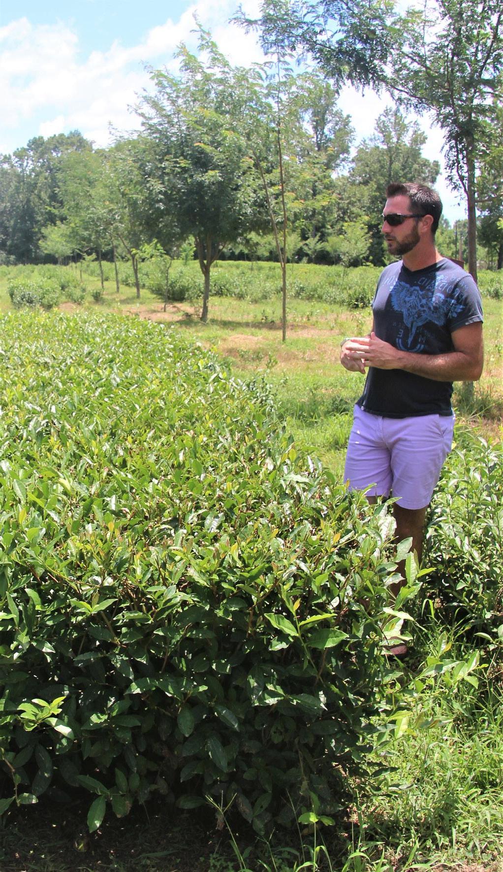 MISSISSIPPI MADE: The Great Mississippi Tea Company