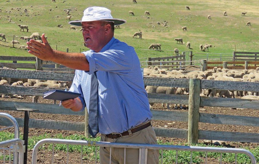 Lamb sales fetch decent