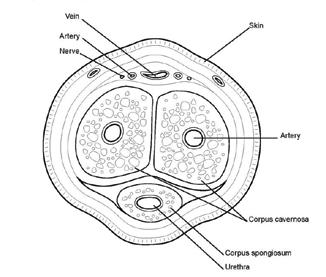 Dossier De Penis Le Penis Issuu