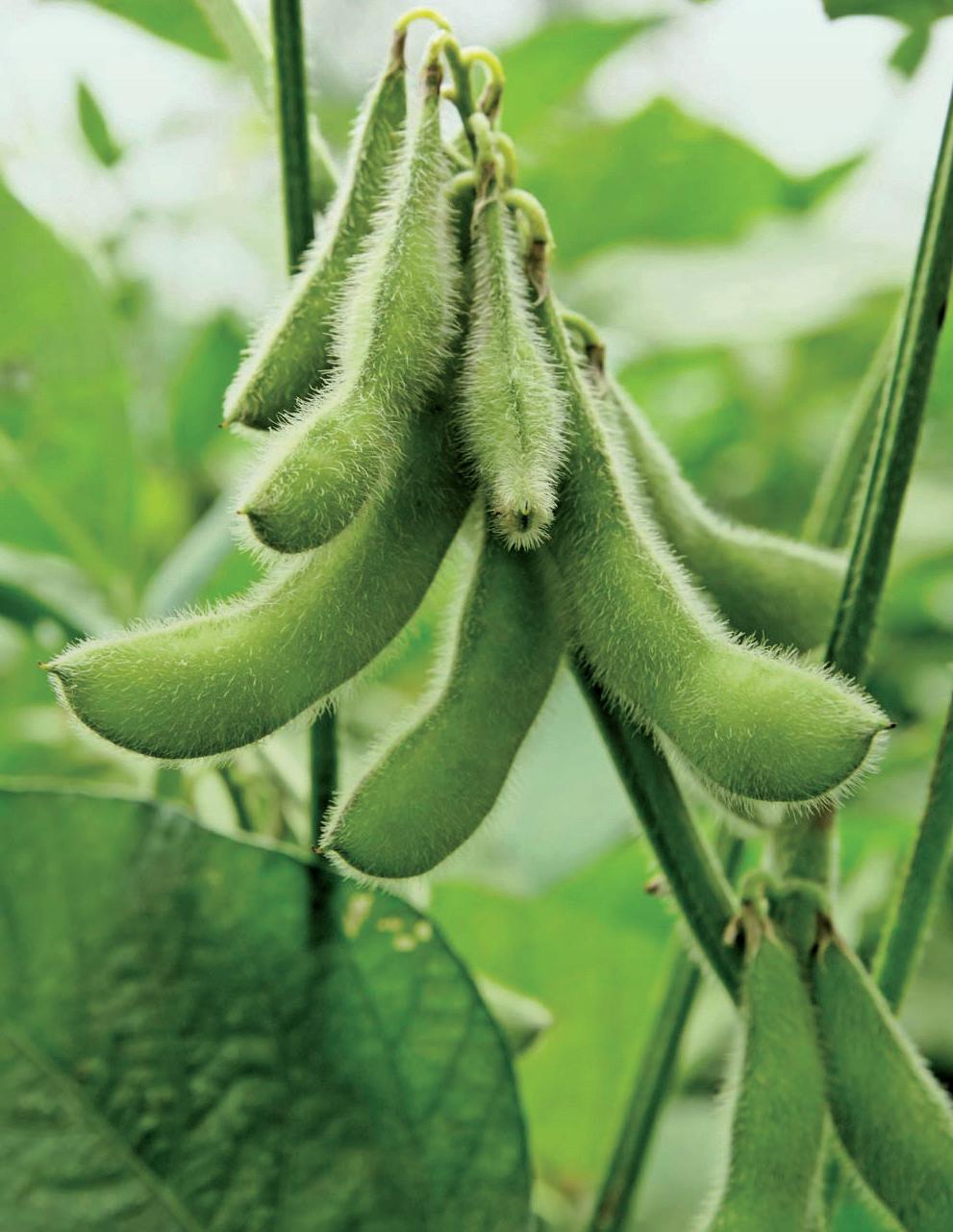 Article from: 2020 Soybean Innovation Lab Activities and Impacts Report  