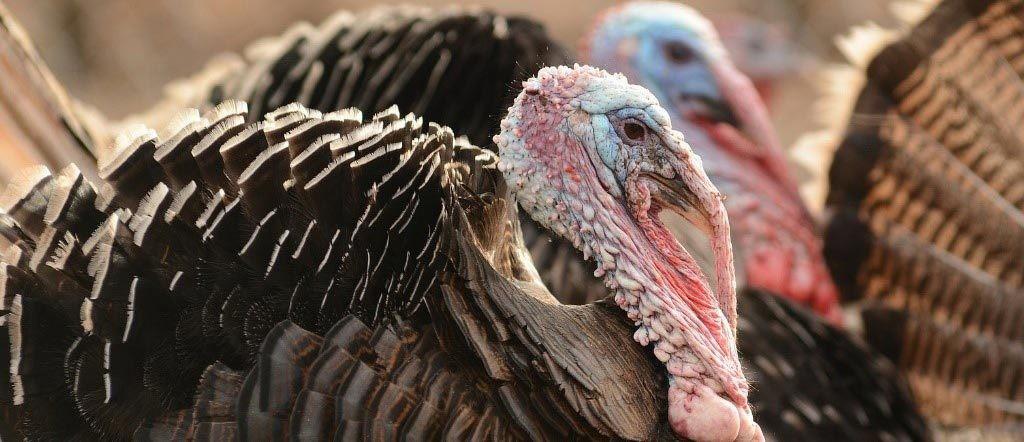 Informe Técnico: Coronavirus del pavo (TCOV