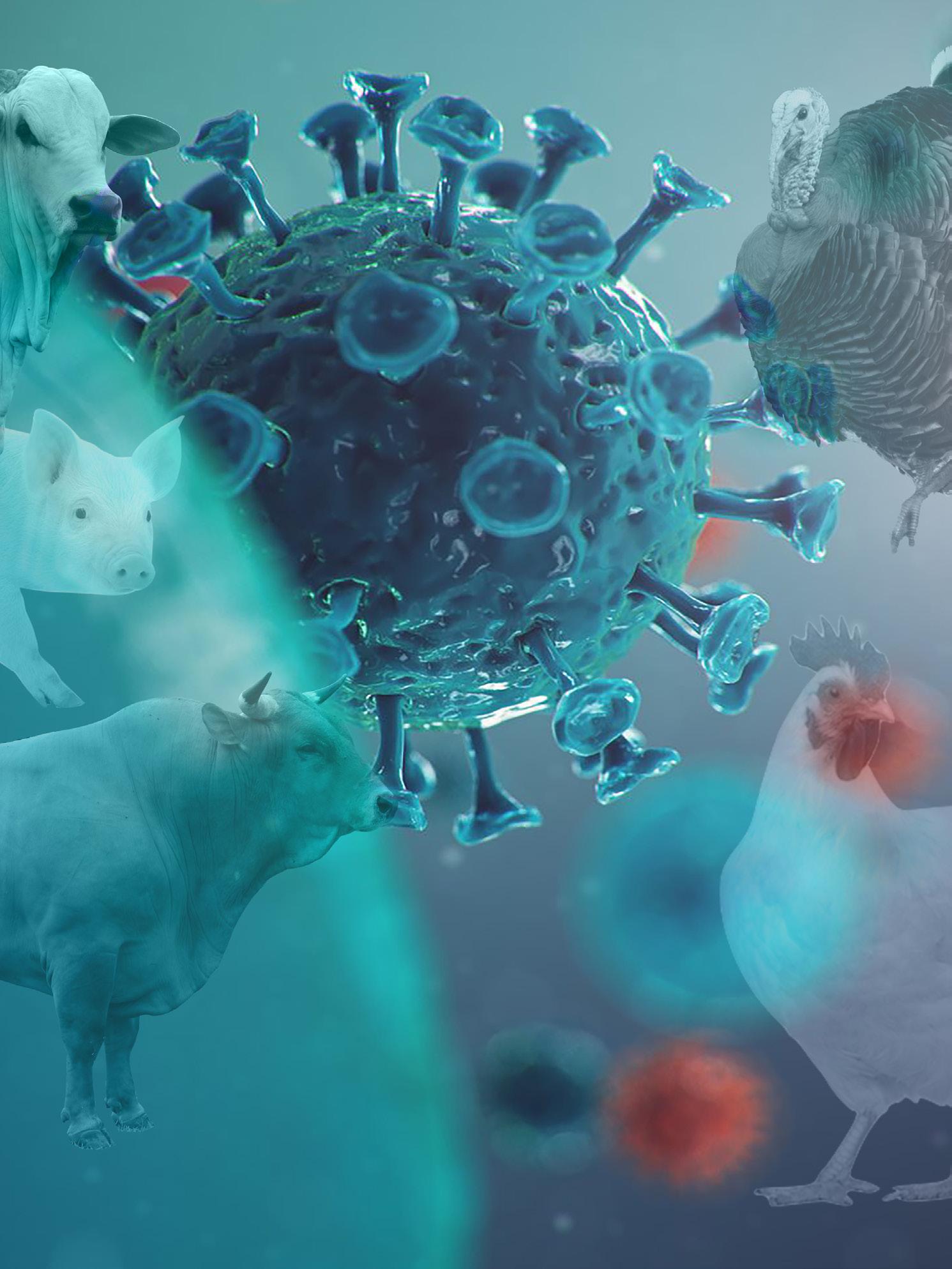 ESPECIAL PECUARIO: Tipo de coronavirus en animales de producción