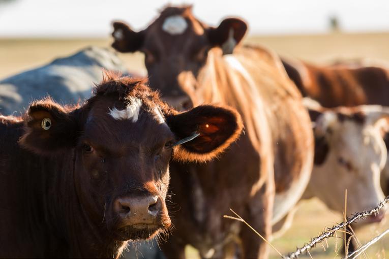 Chapter 3 – Biosecurity
