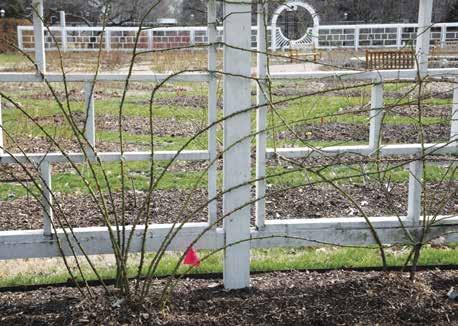 Spring in the Rose Garden