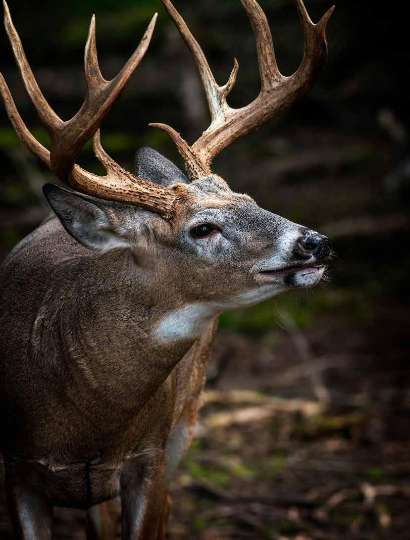 Researchers rack up tough secrets from deer antlers