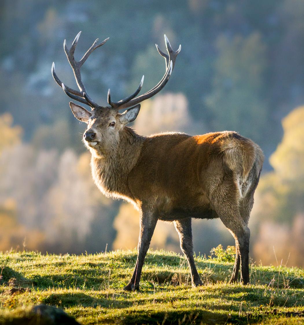 A Red Deer Stag, Kincraig