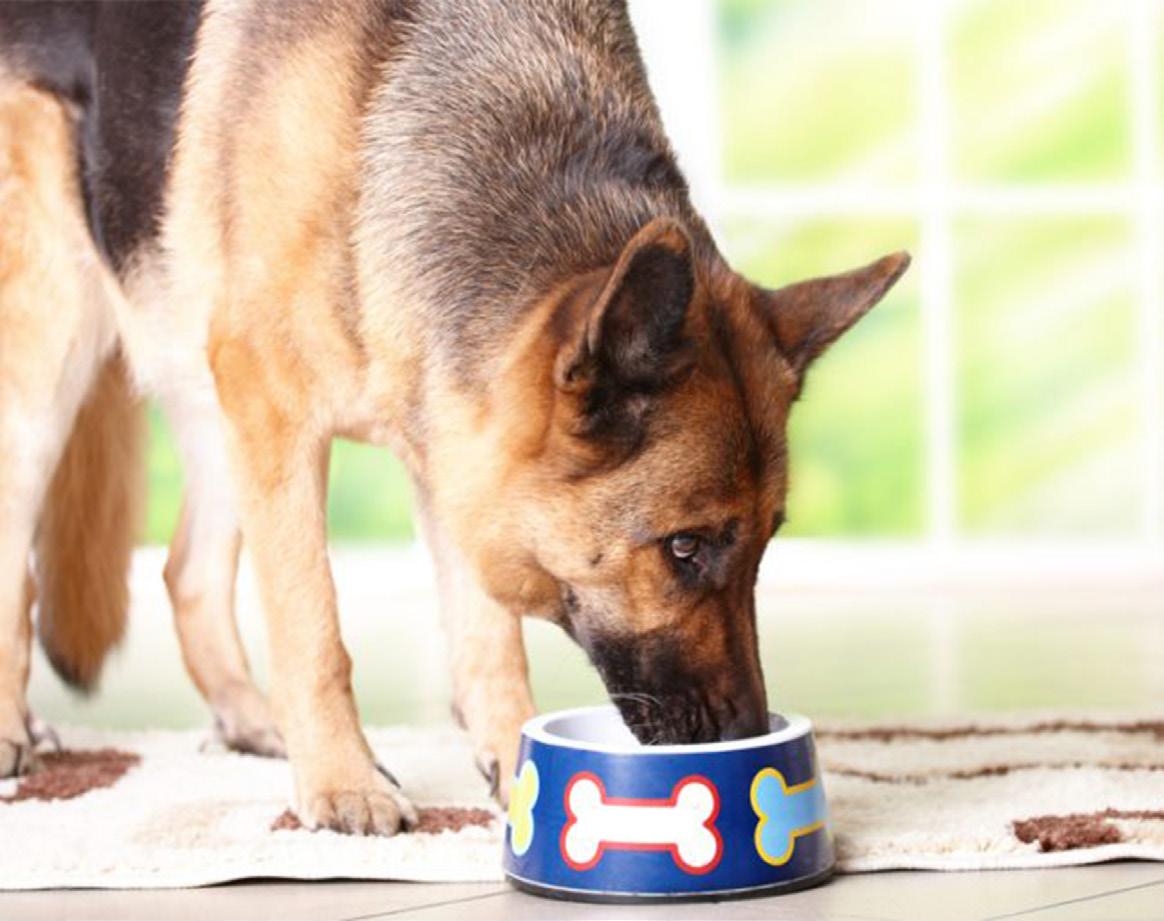 NUTRICIÓN EN PERROS DIABÉTICOS