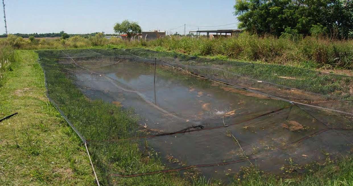 Article from: SORGO GRANÍFERO COMO OPORTUNIDAD