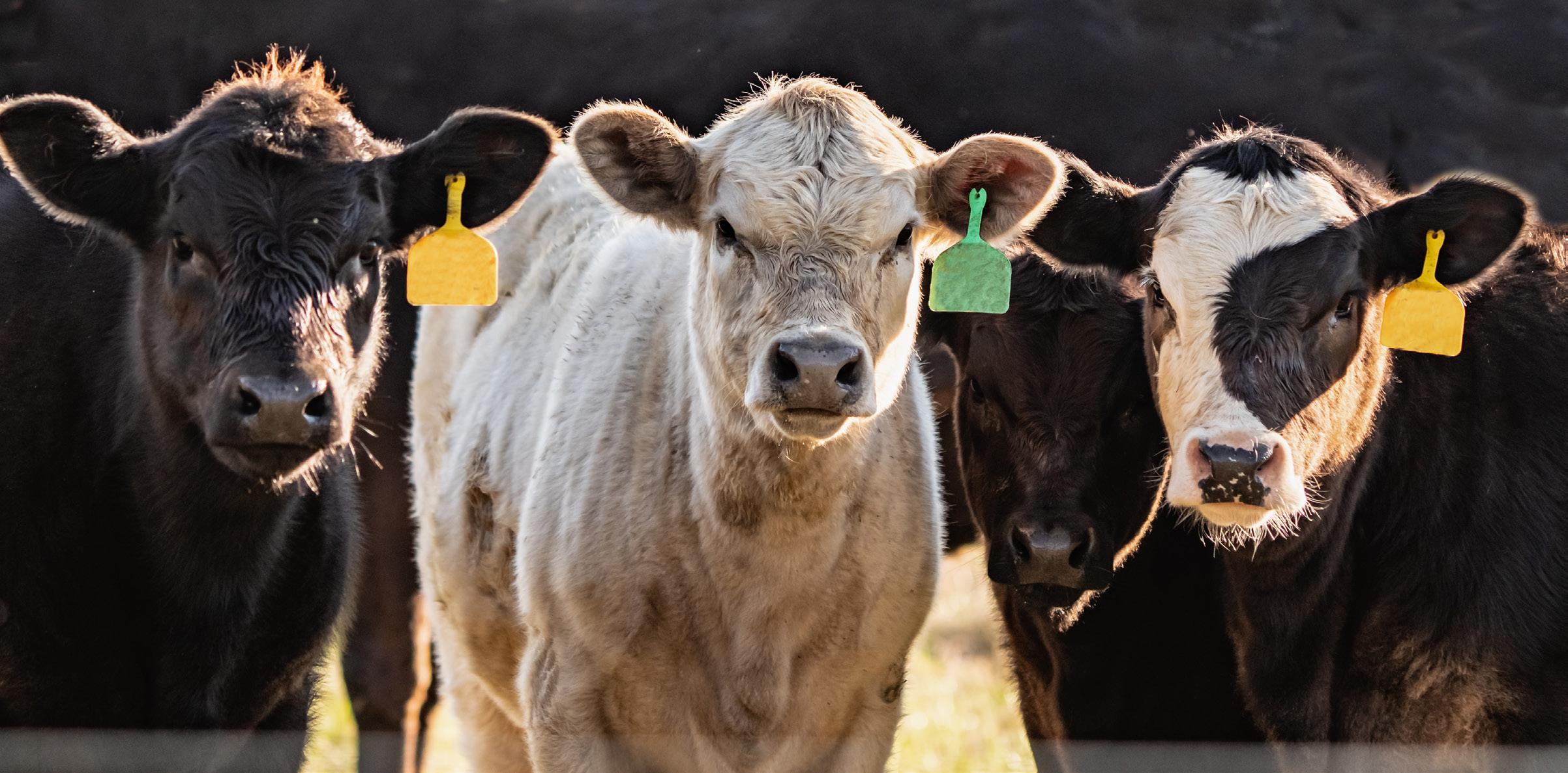 Are You Foreign Animal Disease Outbreak Ready?