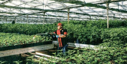 Marihuana y las huertas