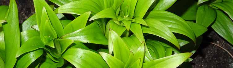 Garden Care for August