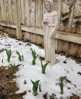What to Do in the Garden After a Frost or Freeze