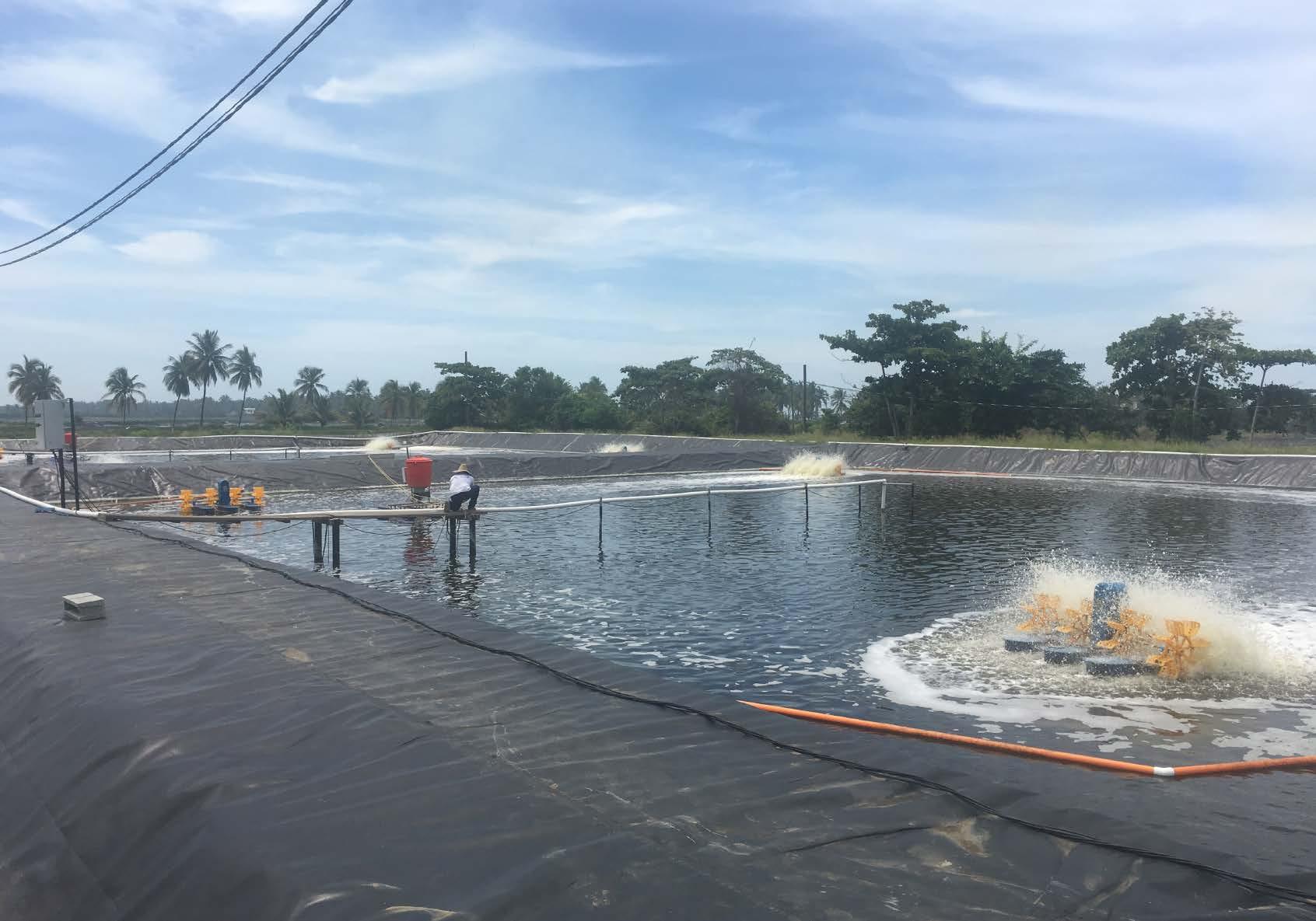 Role of pond lining in dynamics of sulfur recycling bacteria. 