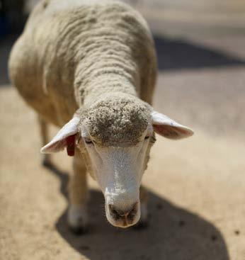 Cover for Wintering of ruminants: Feed wisely and farm efficiently