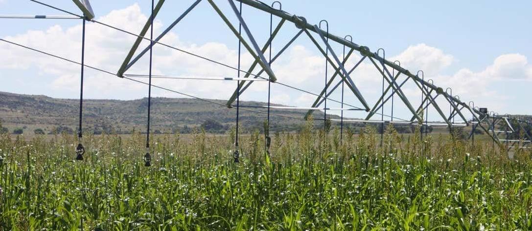 Cover for Cattle farmers benefit from Reinke irrigation