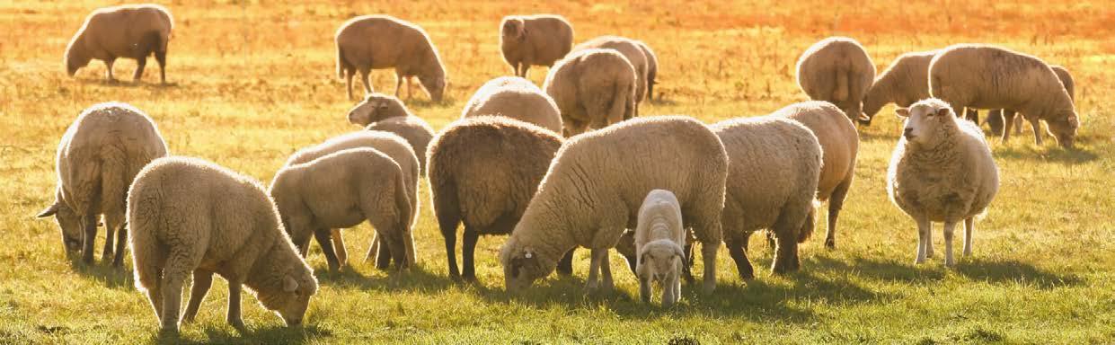 Cover for Sheep farming made easy Part 2: Production cycles and reproduction management
