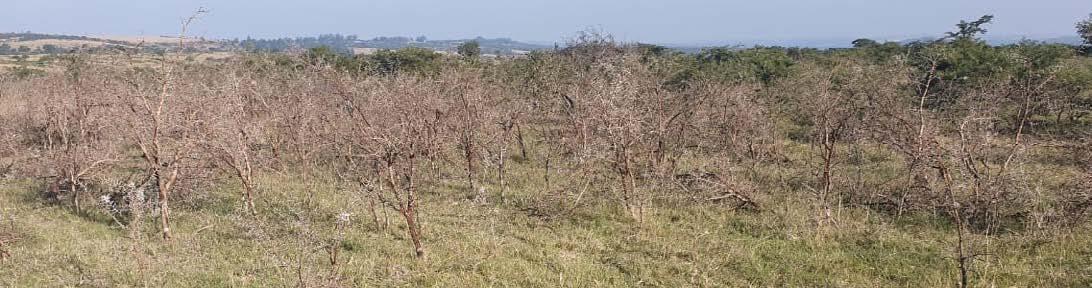 Cover for Feed your cattle for success - with Rumax's support