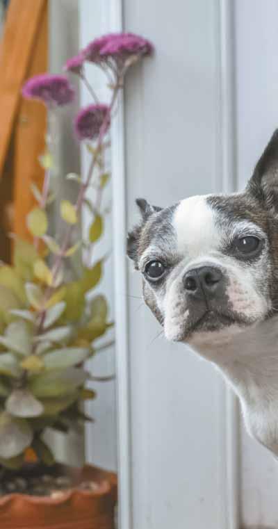 Cover for natural pet