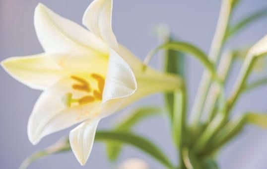 Cover for Tracy Public Library